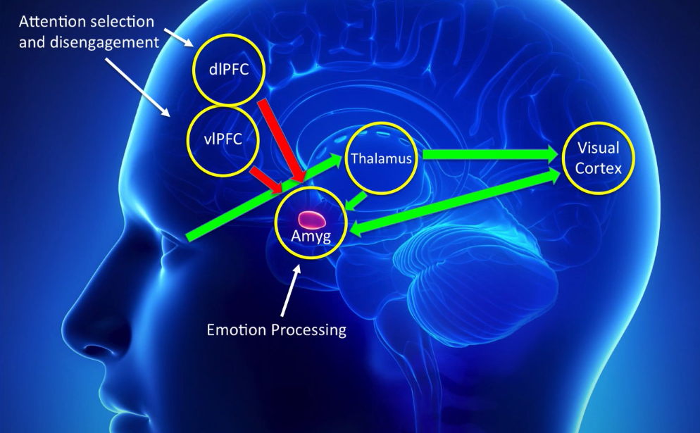 Image for Making Waves: Mind-Blowing Breakthroughs in Neuroscience webinar
