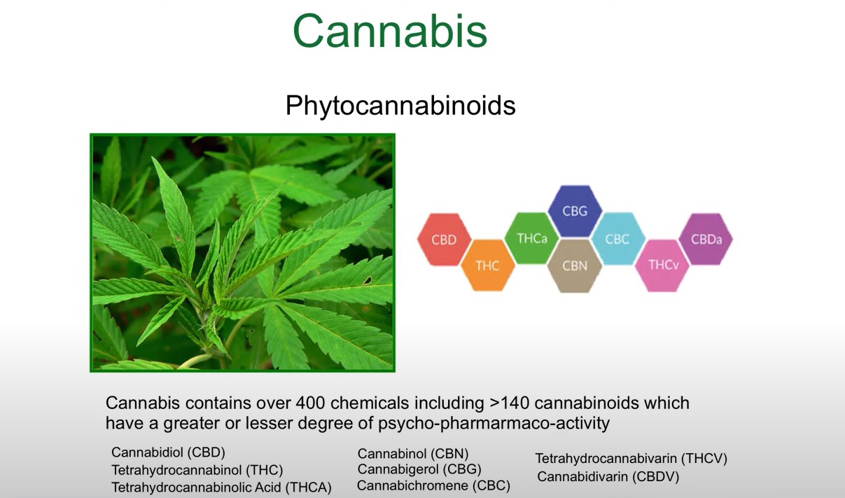 Image for From Reefer Madness to America's Fastest-Growing Industry: The Evolution of Cannabis webinar